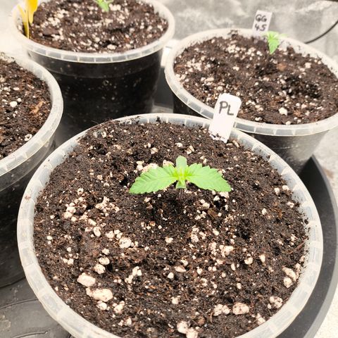 Purple Lemonade FF growlog timeline photo
