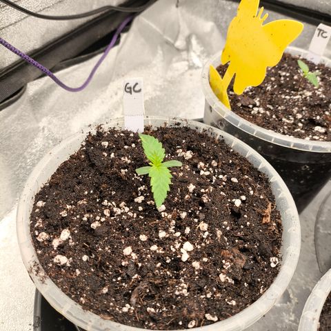 Gorilla Cookies FF growlog timeline photo