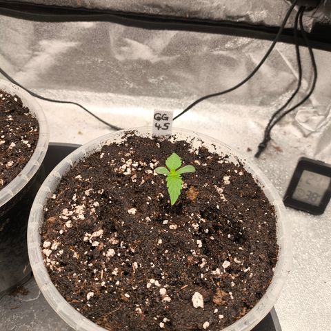 GG4 Sherbet FF growlog timeline photo