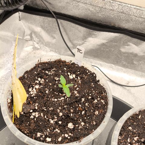 Tropicana Cookies FF growlog timeline photo