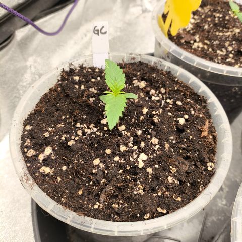 Gorilla Cookies FF growlog timeline photo