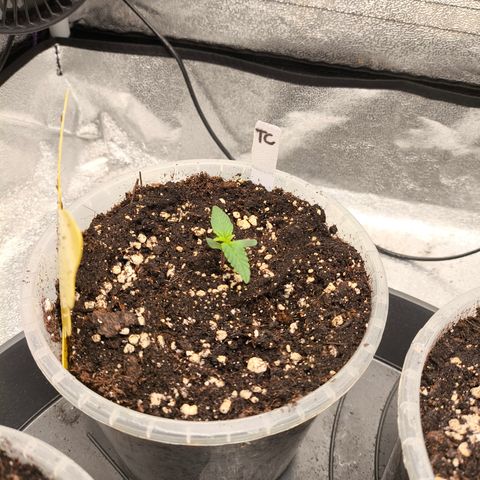 Tropicana Cookies FF growlog timeline photo