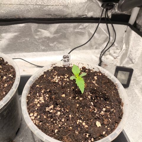 GG4 Sherbet FF growlog timeline photo