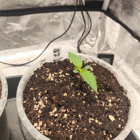 GG4 Sherbet FF growlog timeline photo