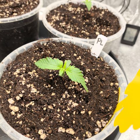 Purple Lemonade FF growlog timeline photo