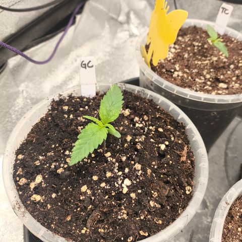 Gorilla Cookies FF growlog timeline photo