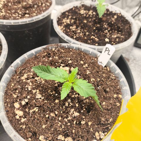 Purple Lemonade FF growlog timeline photo
