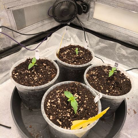 Tropicana Cookies FF growlog timeline photo