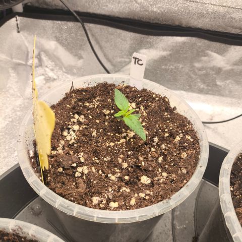 Tropicana Cookies FF growlog timeline photo