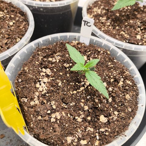 Tropicana Cookies FF growlog timeline photo
