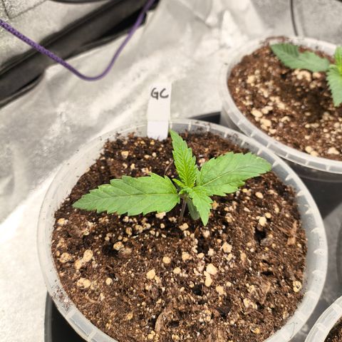 Gorilla Cookies FF growlog timeline photo
