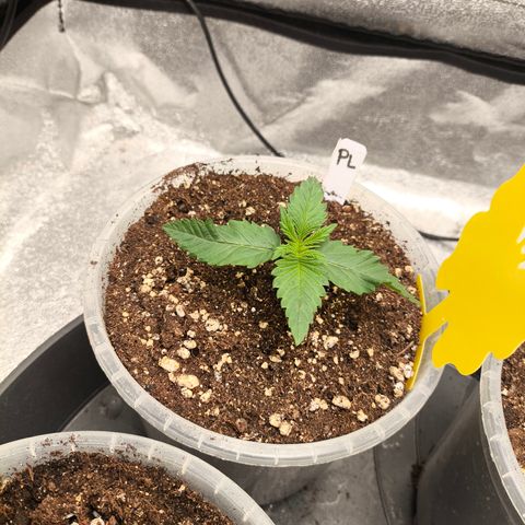 Purple Lemonade FF growlog timeline photo