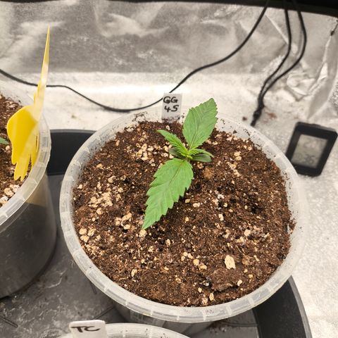 GG4 Sherbet FF growlog timeline photo