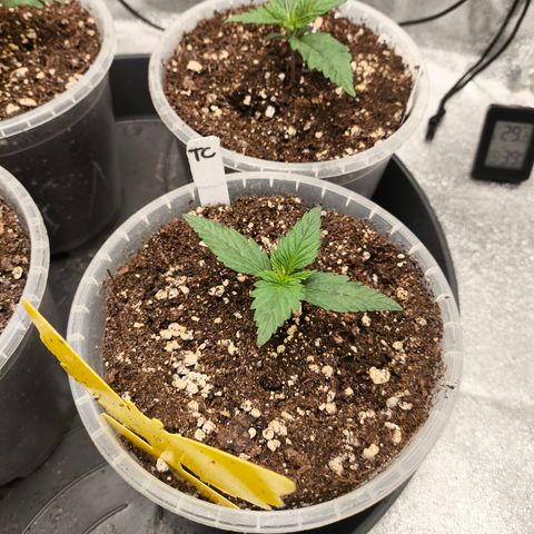 Tropicana Cookies FF growlog timeline photo