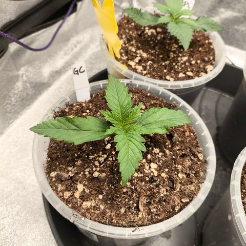 Gorilla Cookies FF growlog timeline photo