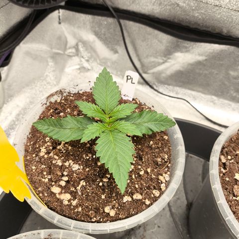 Purple Lemonade FF growlog timeline photo
