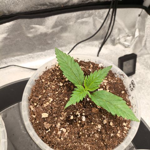 GG4 Sherbet FF growlog timeline photo