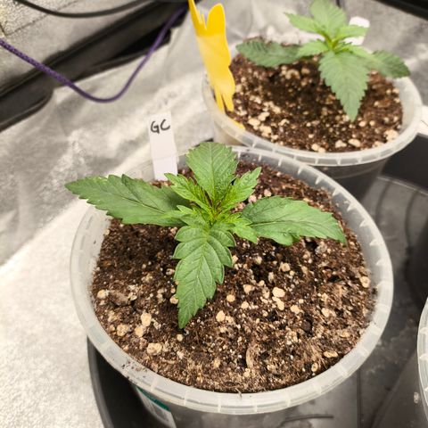 Gorilla Cookies FF growlog timeline photo