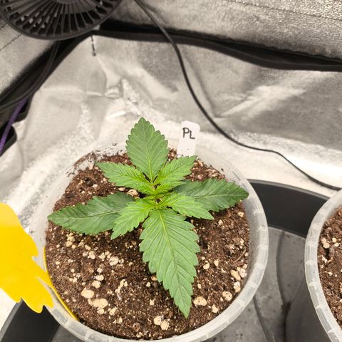 Purple Lemonade FF growlog timeline photo