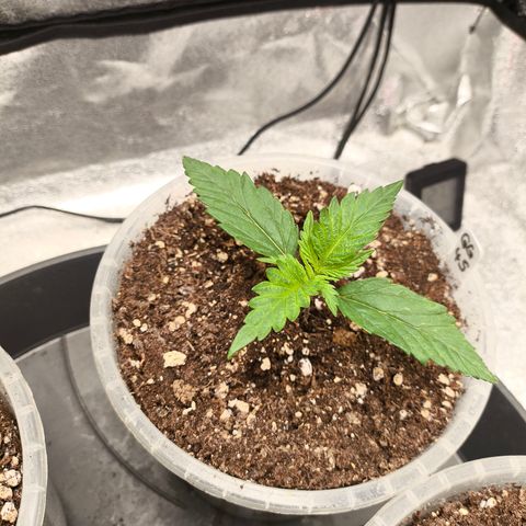 GG4 Sherbet FF growlog timeline photo