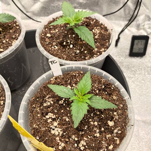 Tropicana Cookies FF growlog timeline photo
