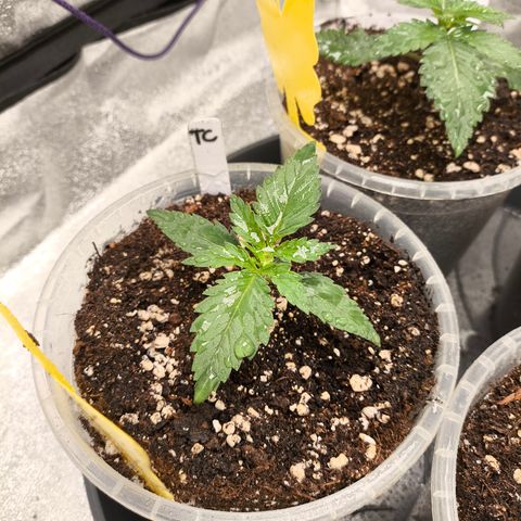 Tropicana Cookies FF growlog timeline photo