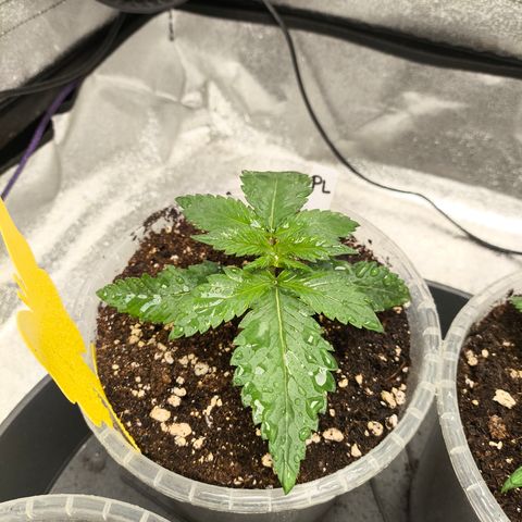 Purple Lemonade FF growlog timeline photo