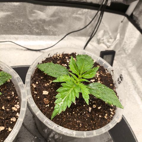 GG4 Sherbet FF growlog timeline photo