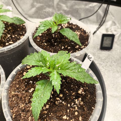 Gorilla Cookies FF growlog timeline photo