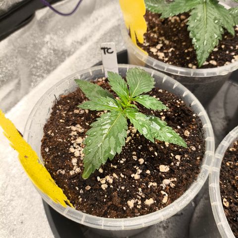Tropicana Cookies FF growlog timeline photo