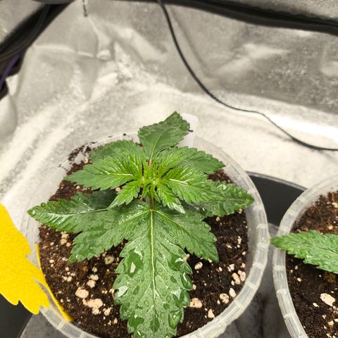 Purple Lemonade FF growlog timeline photo