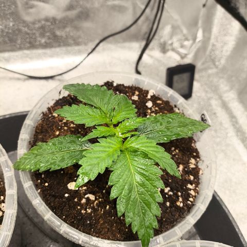 GG4 Sherbet FF growlog timeline photo