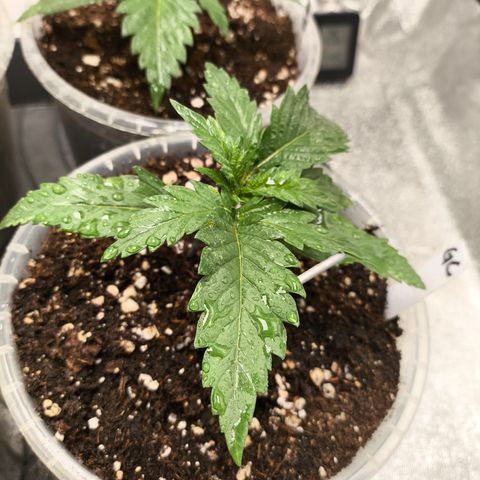 Gorilla Cookies FF growlog timeline photo