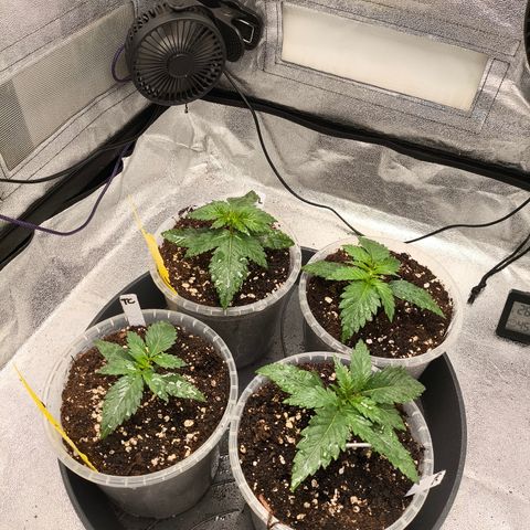 Tropicana Cookies FF growlog timeline photo