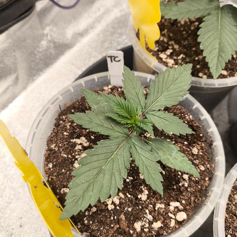 Tropicana Cookies FF growlog timeline photo