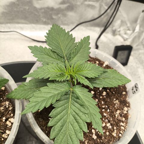 GG4 Sherbet FF growlog timeline photo