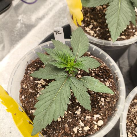 Tropicana Cookies FF growlog timeline photo