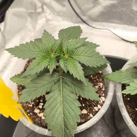 Purple Lemonade FF growlog timeline photo