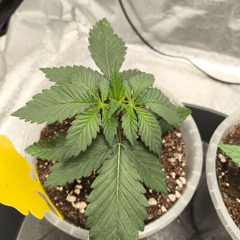 Purple Lemonade FF growlog timeline photo