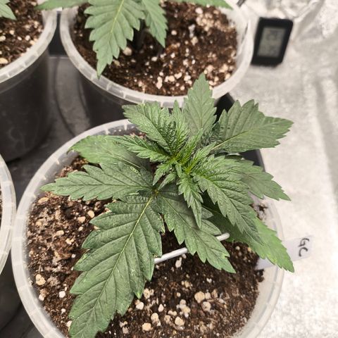 Gorilla Cookies FF growlog timeline photo