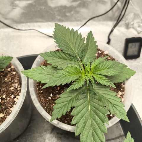 GG4 Sherbet FF growlog timeline photo