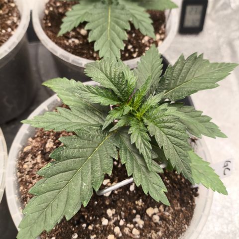 Gorilla Cookies FF growlog timeline photo