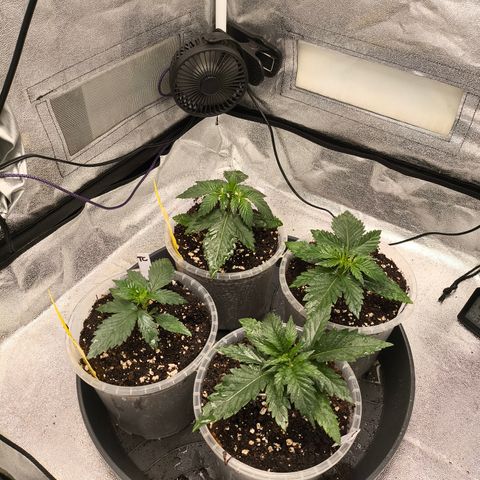 Tropicana Cookies FF growlog timeline photo