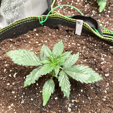 Tropicana Cookies FF growlog timeline photo