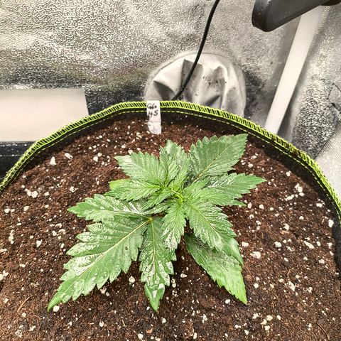 GG4 Sherbet FF growlog timeline photo