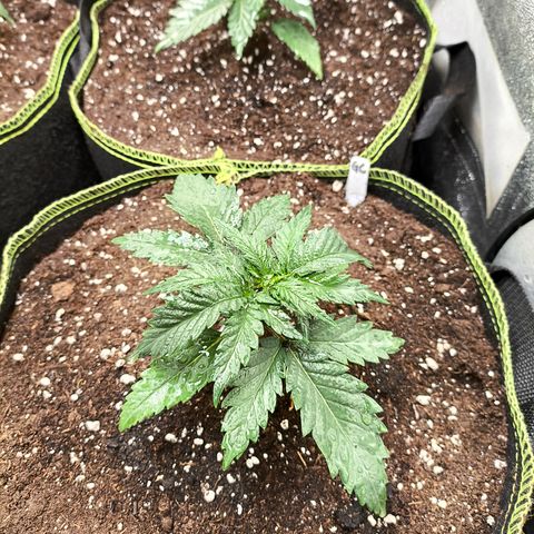 Gorilla Cookies FF growlog timeline photo