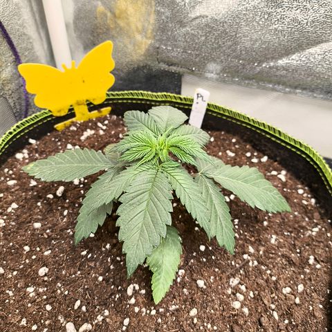 Purple Lemonade FF growlog timeline photo