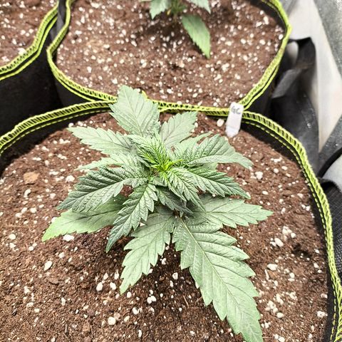 Gorilla Cookies FF growlog timeline photo
