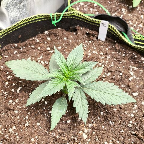 Tropicana Cookies FF growlog timeline photo