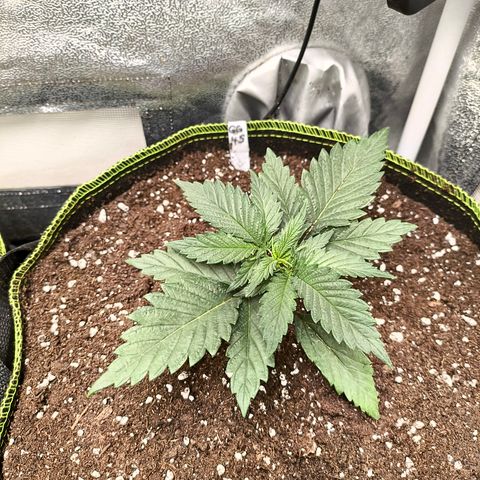 GG4 Sherbet FF growlog timeline photo